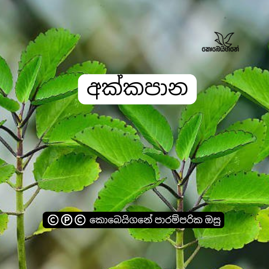 අක්කපාන